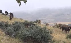 Başkentte hayat felç oldu: Yıldırım can aldı