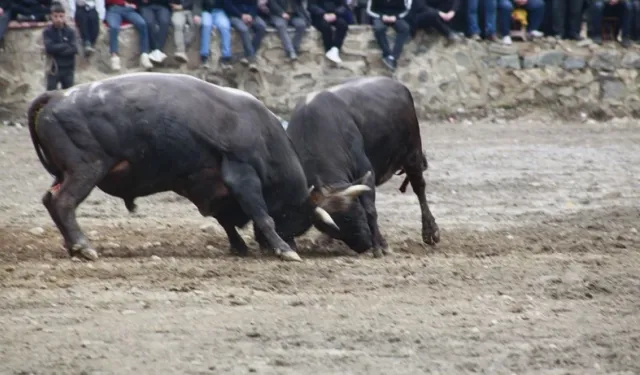 Artvin'de geleneksel boğa güreşleri sezonu açıldı