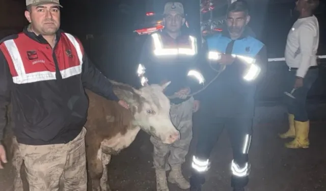 Şanlıurfa’da çalınan büyükbaş hayvan, jandarma tarafından bulundu