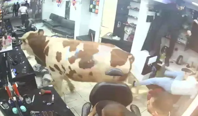 Kurbanlık boğa kuaför salonunu birbirine kattı