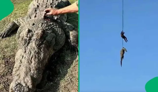 Akılalmaz olay: Kayıp iş insanı dev timsahın midesinden çıktı