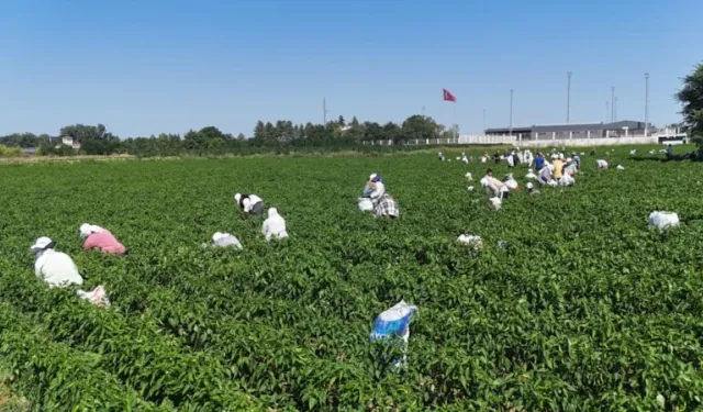 Edirne'de 35 derecede acı biber hasadı başladı