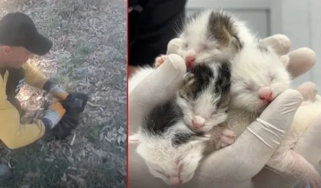 Çöp konteynerindeki ağzı bağlı poşette 5 yavru kedi bulundu