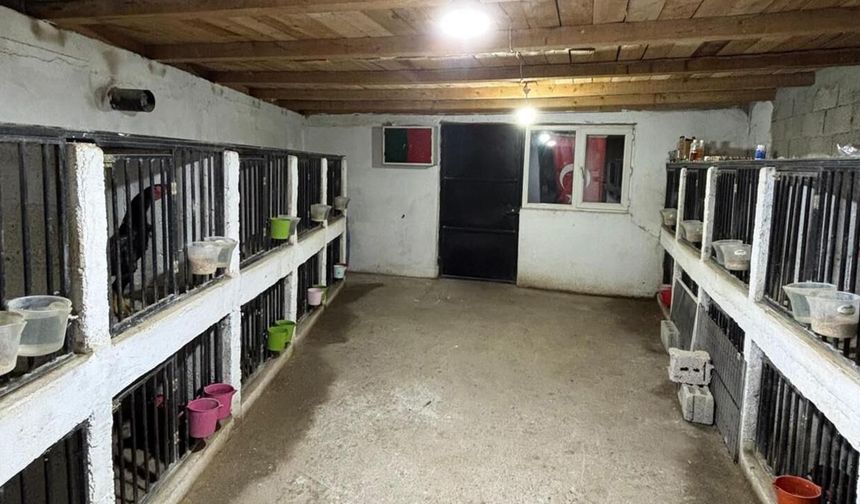 Horoz dövüşü yaptıranlara 508 bin TL ceza kesildi