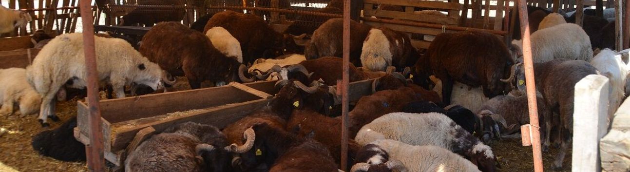 Yumaklı: “Kısa Zamanda Tüm İllerde Hayvan Pazarlarını Açacağız”